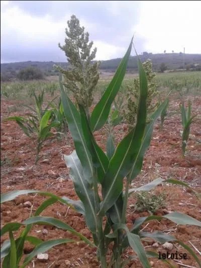 Vous reconnaissez du millet.