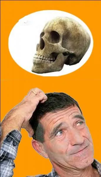 Dans quelle partie du corps humain se situe l'os pariétal ?