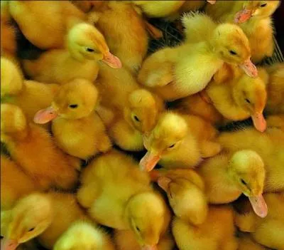 De quelle couleur sont ces poussins ?