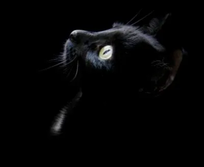 Comment est ce chat ?