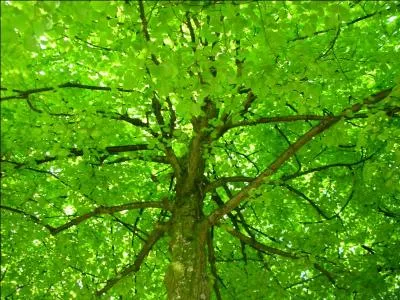 Les feuilles des arbres sont...