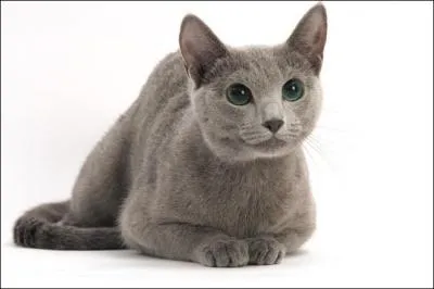 Quelle est cette race ?