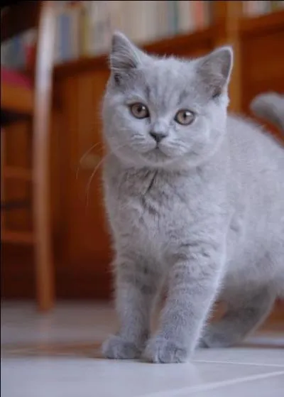 Quelle est cette race ?