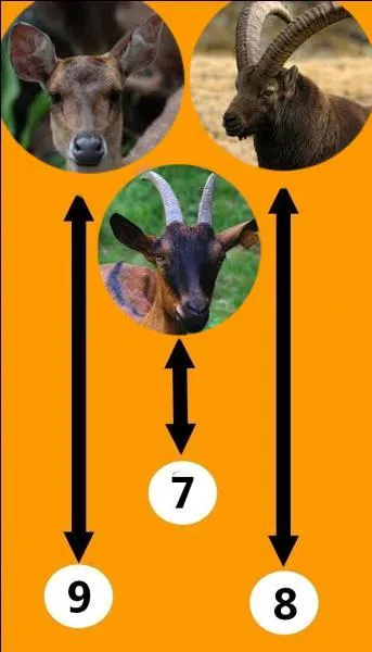 Répondez à la question pour avoir le neuvième numéro du code. De quel animal le cabri est-il le petit ?