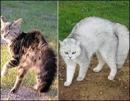 Tous les chats sont câlins ?