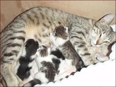 Une chatte peut avoir jusqu'à combien de petits ?