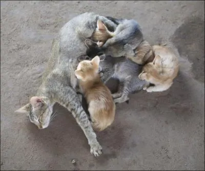 Une chatte peut avoir des petits :