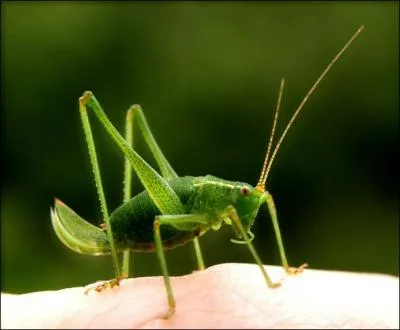 Comment dit-on "sauterelle" en breton ?