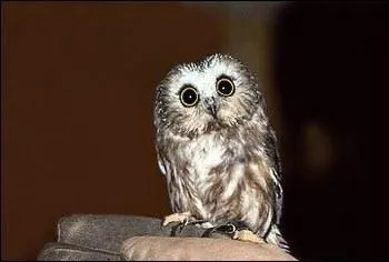 Comment dit-on "hibou" en breton ?