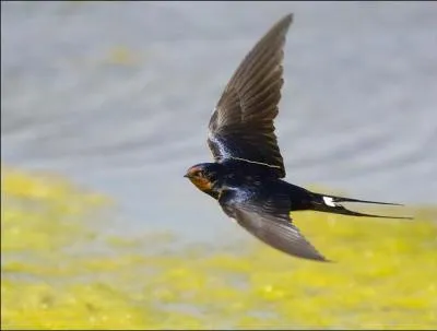 Comment dit-on "hirondelle" en breton ?