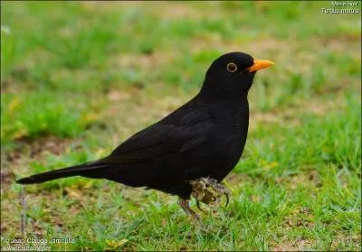 Comment dit-on "merle" en breton ?