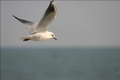 Comment dit-on "mouette" en breton ?