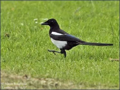 Comment dit-on "pie" en breton ?