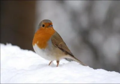 Comment dit-on "rouge-gorge" en breton ?