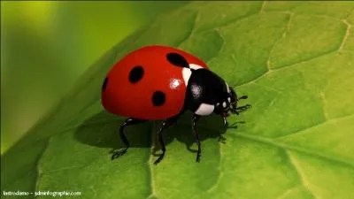 Comment dit-on "coccinelle" en breton ?