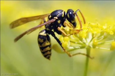 Comment dit-on "guêpe" en breton ?