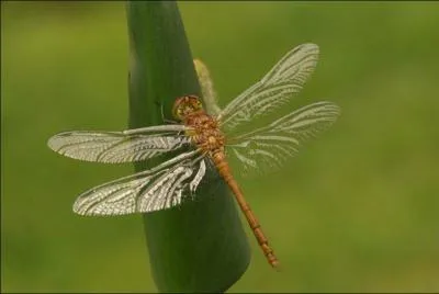 Comment dit-on "libellule" en breton ?
