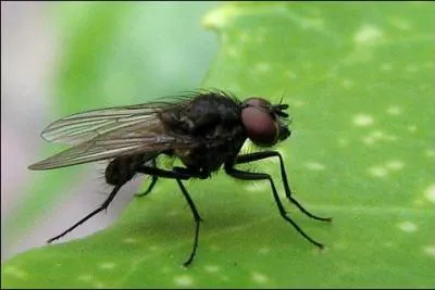 Comment dit-on "mouche" en breton ?