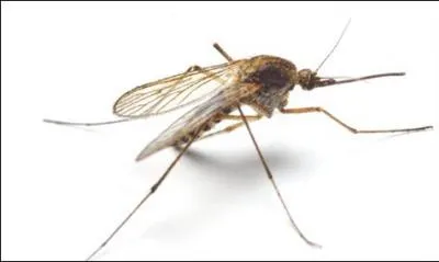 Comment dit-on "moustique" en breton ?