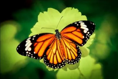 Comment dit-on "papillon" en breton ?