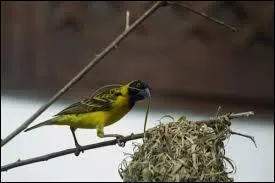 Comment pourriez-vous traduire l'expression "Petit à petit, l'oiseau fait son nid" ?