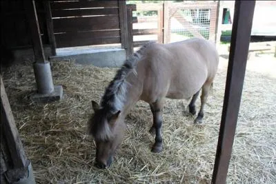 Quelle est la couleur de ce poney ?