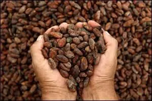Le cacao est issu d'un arbre nommé :