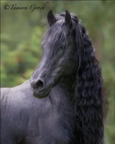 Comment s'appelle la couleur de ce poney ?