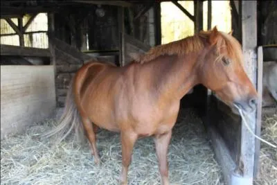 Comment s'appelle la couleur de ce poney ?