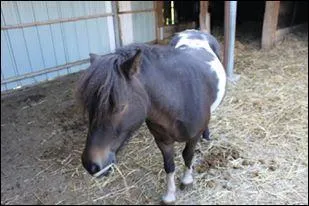 Comment s'appelle la couleur de ce poney ?