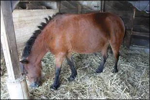 Comment s'appelle la couleur de ce poney ?