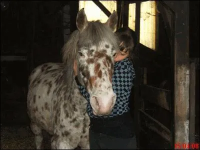 Comment s'appelle la couleur de ce poney ?