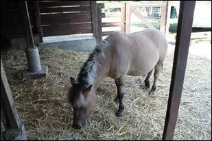 Comment s'appelle la couleur de ce poney ?