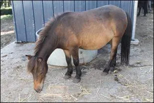 Comment s'appelle la couleur de ce poney ?