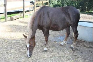 Comment s'appelle la couleur de ce poney ?