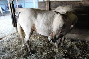 Comment s'appelle la couleur de ce poney ?