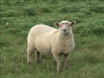 Cet animal fait 'bêêêêh' !