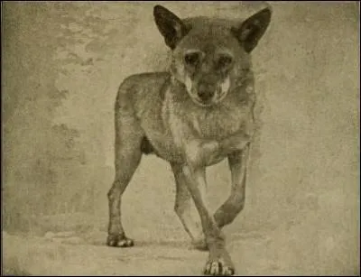 Quelle déesse grecque se protégea de la colère d'Héra en se transformant en louve ?