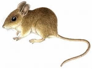 Quiz Animaux