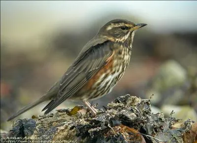 Lors de la rosée du matin, les fils de sa toile scintillent dans les jardins européens, cherchez l'intrus !