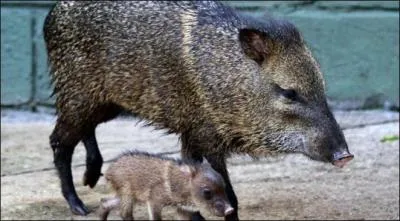 C'est dans la luxuriante forêt amazonienne qu'ils sont le plus nombreux, cherchez l'intrus !
