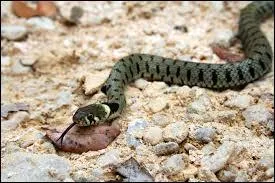 Vous pouvez la voir en Europe, cherchez l'intrus !