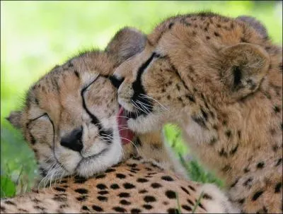 Je suis toujours fasciné par la vitesse de ce félin, cherchez l'intrus !