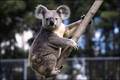 Son secret ? Il dort beaucoup ! Sa nourriture ? L'eucalyptus. Cherchez l'intrus !