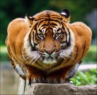 C'est en Asie qu'il tente de survivre, cherchez l'intrus !