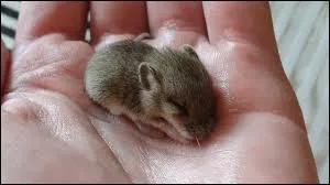 Comment appelle-t-on le petit de la souris ?