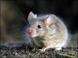 Comment nomme-t-on la phobie des souris ?
