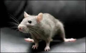 Traduisez le mot "souris"en anglais.