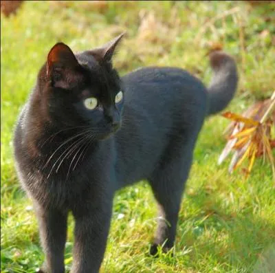 Quel est ce félin ?