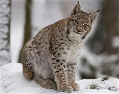 Quel est ce félin ?